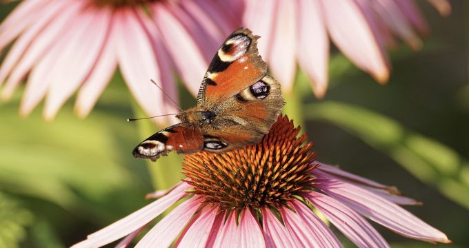 165106-peacock-butterfly-3514955_1920