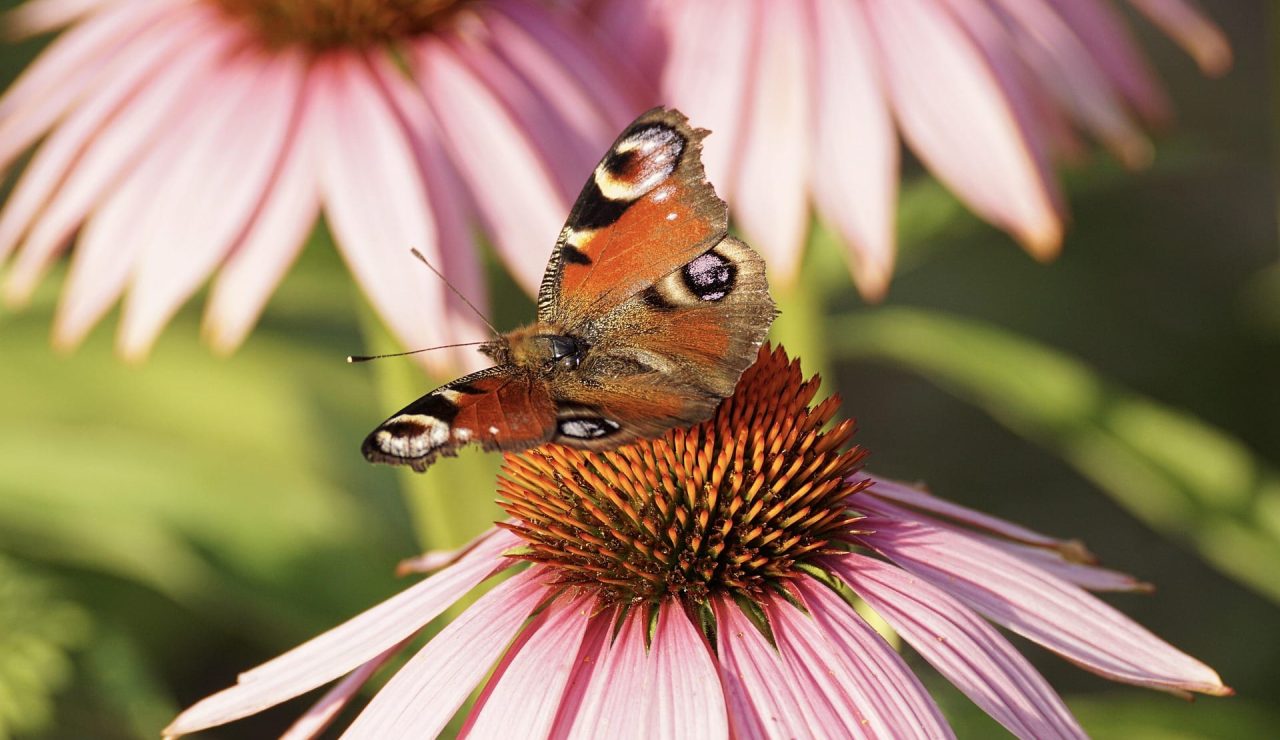 165106-peacock-butterfly-3514955_1920