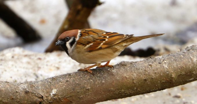 490750459_3911042409161951_6410708619607350155_n (1)