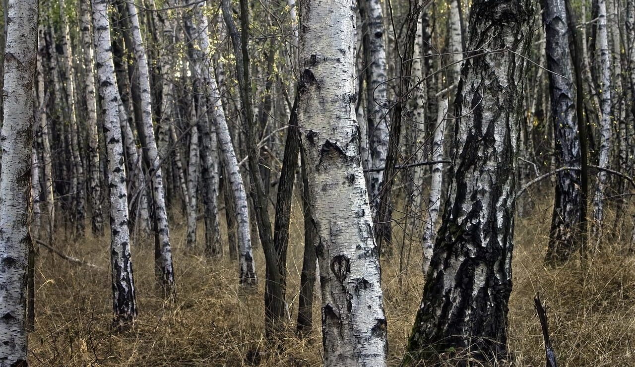 birch-7816727_1280 (1)