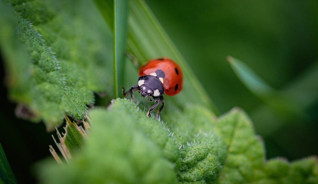 coccinellidae-8146623_1280
