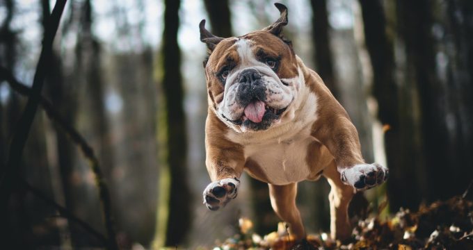 cp17-bulldog-10196217_1920