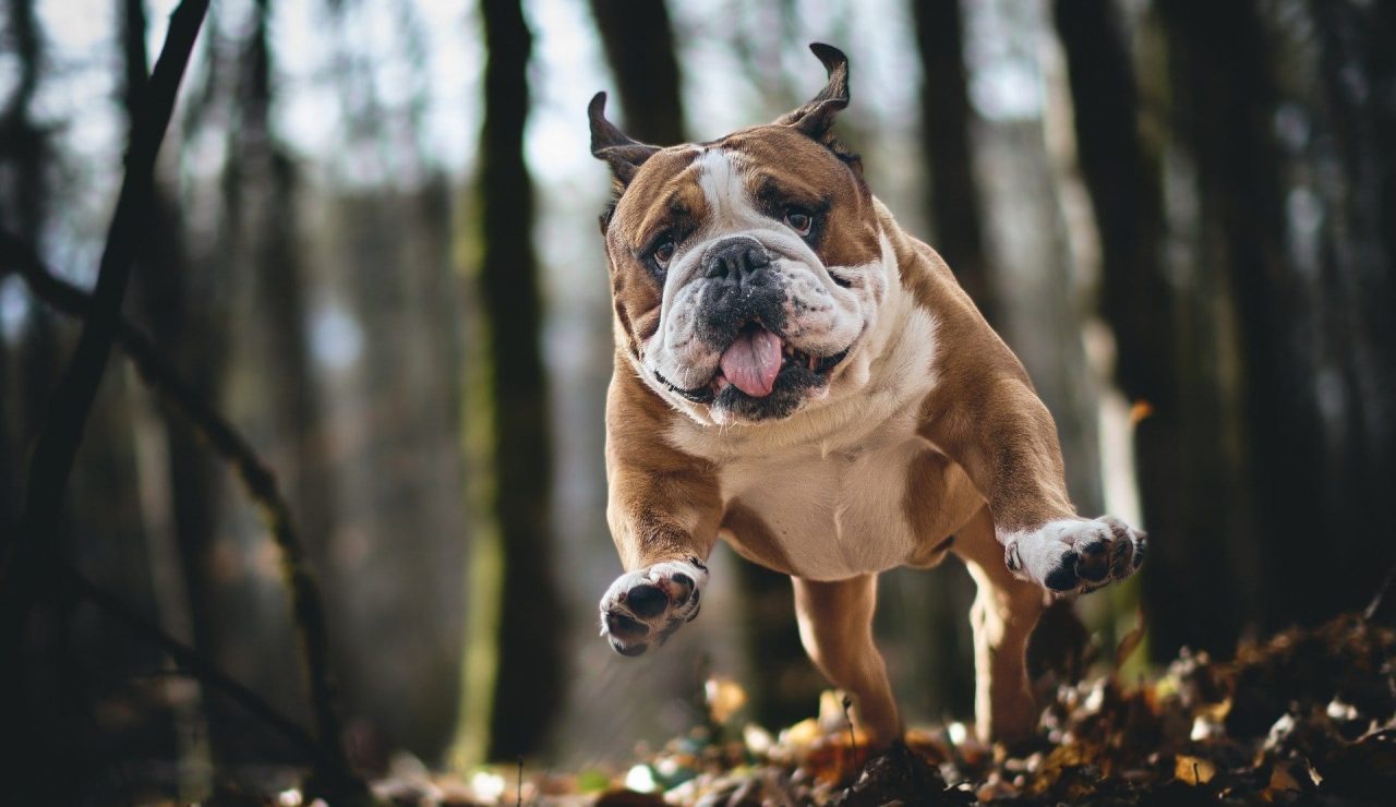 cp17-bulldog-10196217_1920