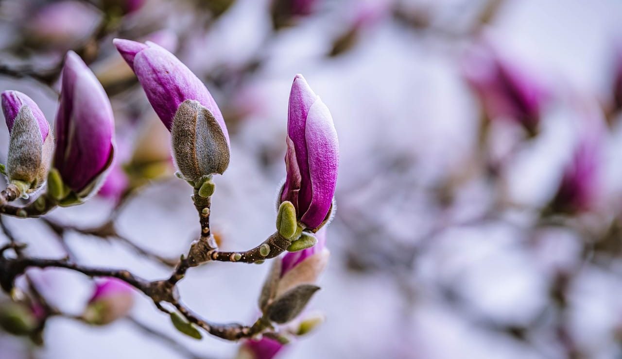 flowers-7823985_1280