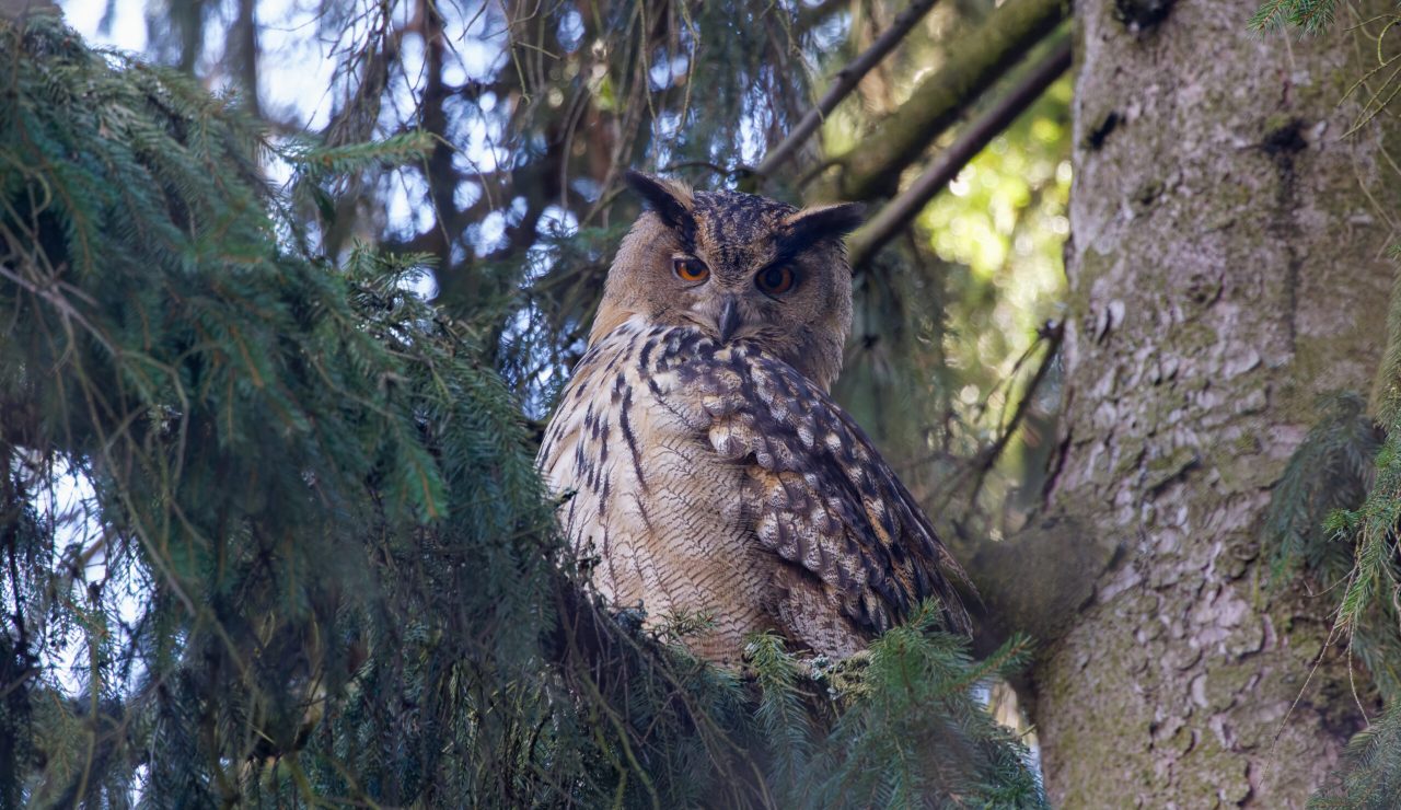 huuhkaja_Micha-Fager-03