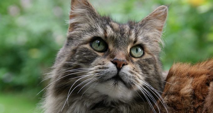 marigard-maine-coon-3347769_1920