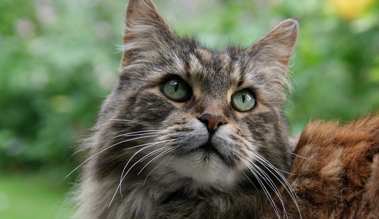 marigard-maine-coon-3347769_1920