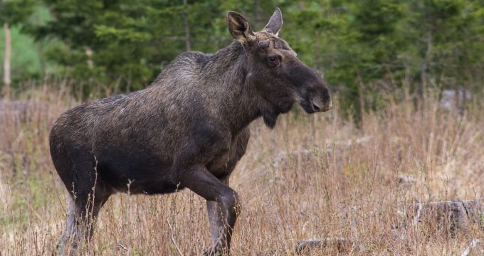 moose-2707974_1280