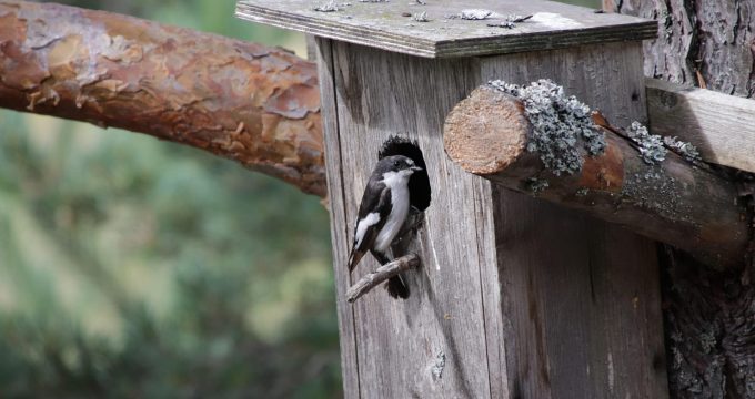 mustapaau-flycatcher-5393220_1920