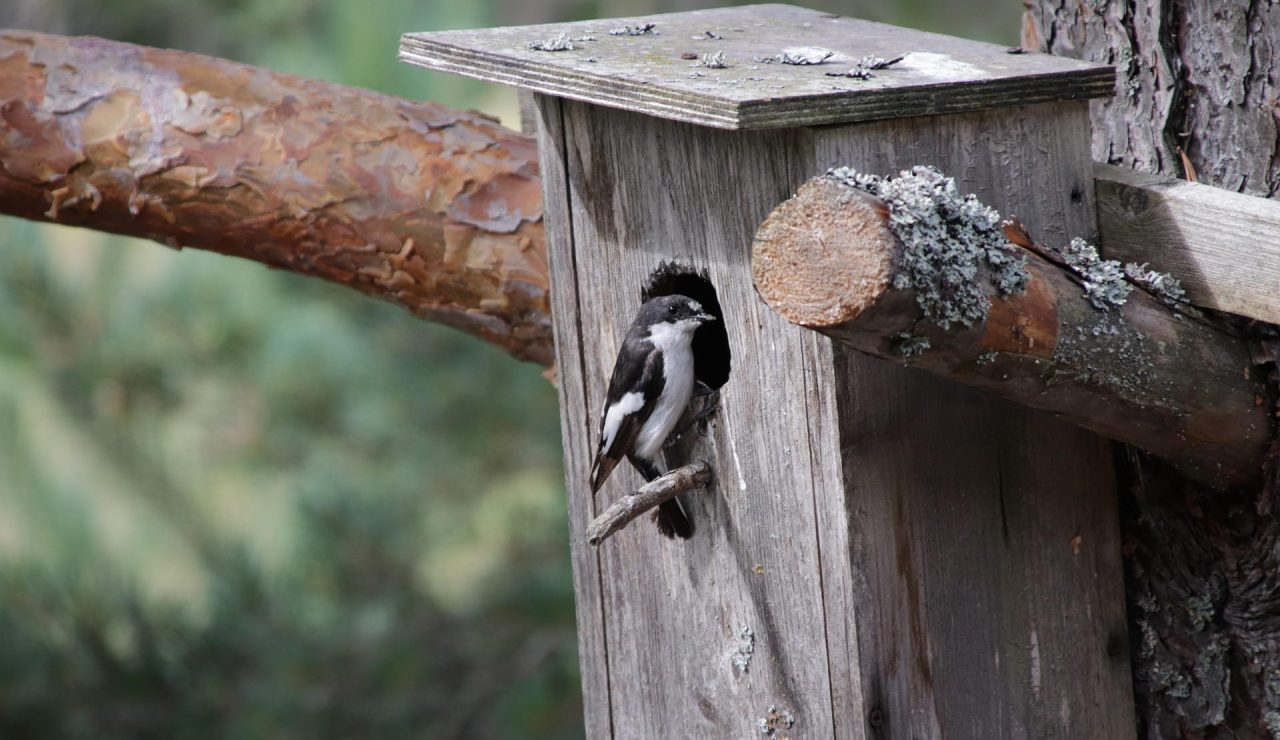 mustapaau-flycatcher-5393220_1920