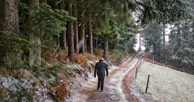 nordseher-forest-6858884_1920