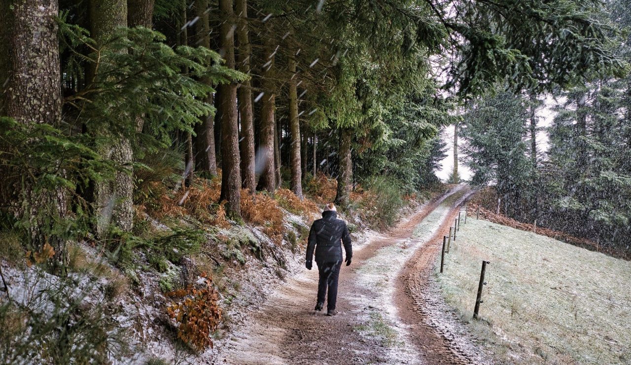 nordseher-forest-6858884_1920