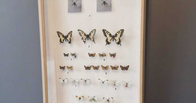 perhosnäyttely