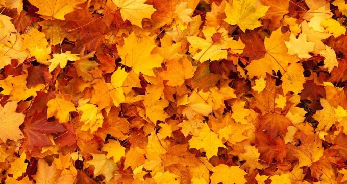 publicdomainpictures-autumn-83761_1280