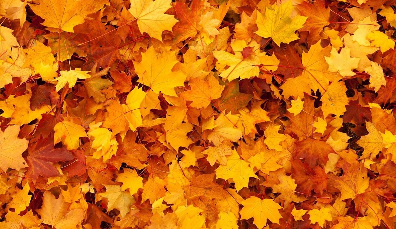 publicdomainpictures-autumn-83761_1280